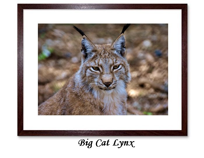 Big Cat Lynx